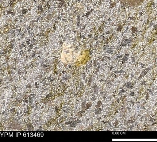 Scaphites sp.