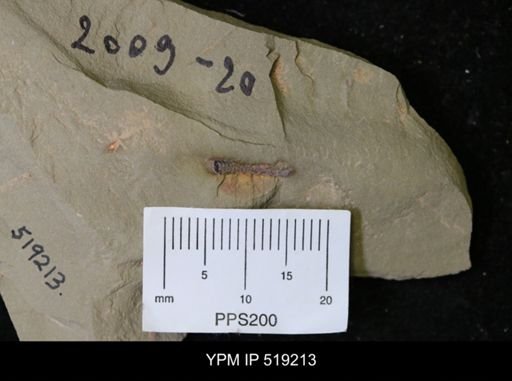 Ichnofossil