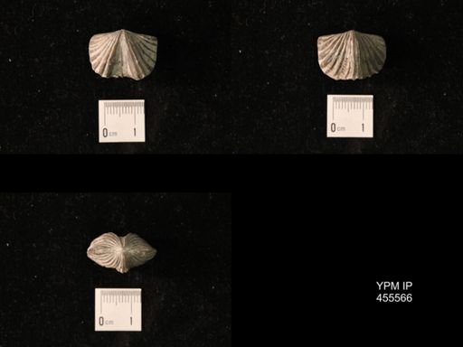 Platystrophia laticosta