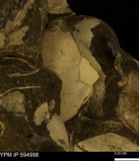 Protocardia sp.