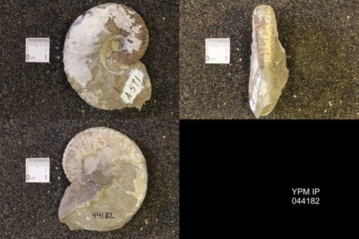 Hoploscaphites nicolletii