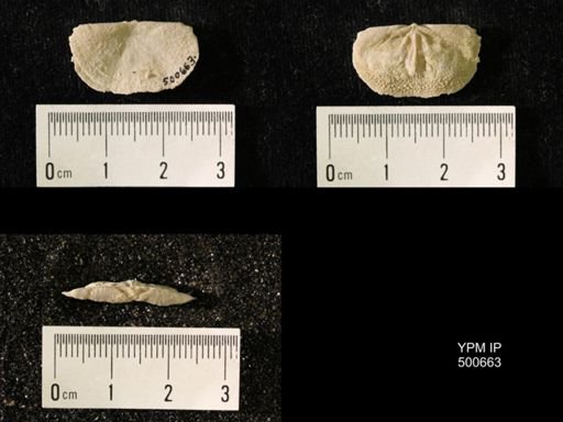 Chonetes granulifer meekanus