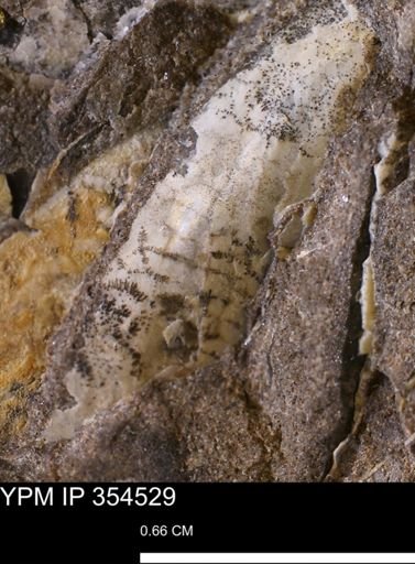 Pseudoptera subtortuosa