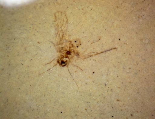 Hemiptera?