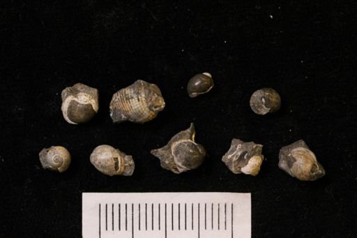 Oligoptycha concinna