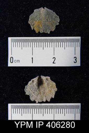 Resserella sp.