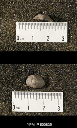 Chonetes scitulus