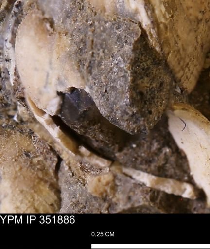 undet. Bivalvia