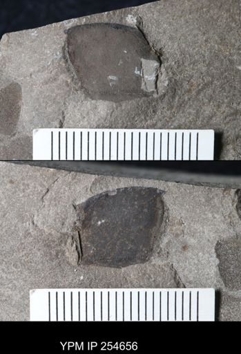Eurypterida