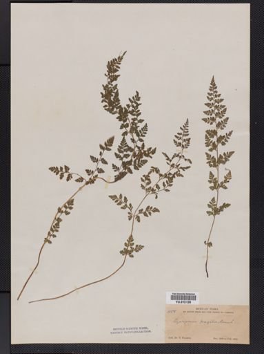 Cystopteris fragilis
