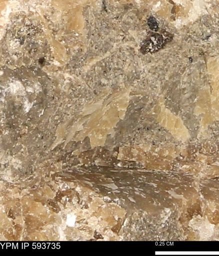 Baculites sp.
