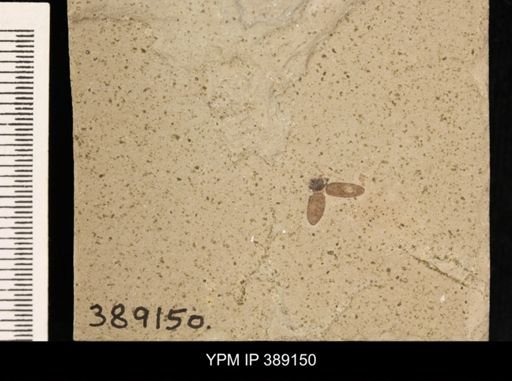 undet. Coleoptera