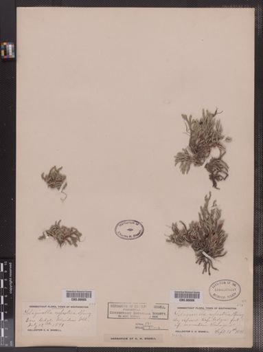 Selaginella rupestris
