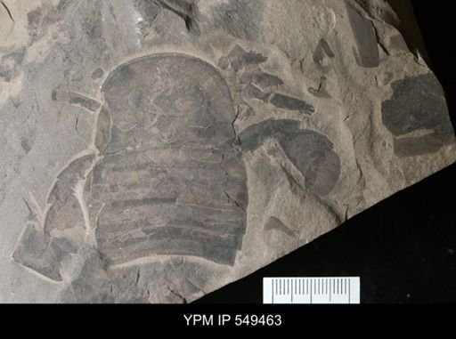 Eurypterus sp.