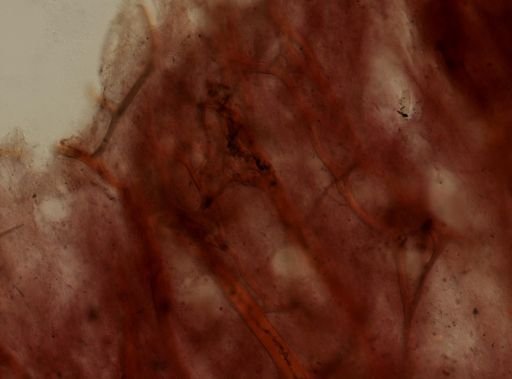Ircinia sp.