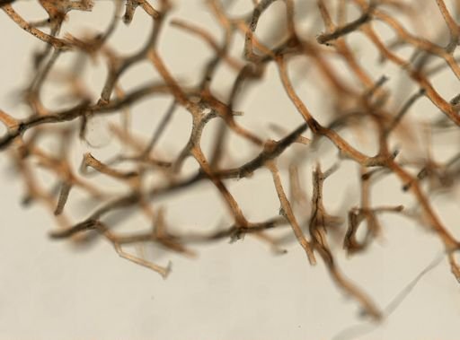 Dysidea spinosa
