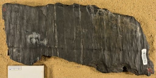 Sigillaria sp.