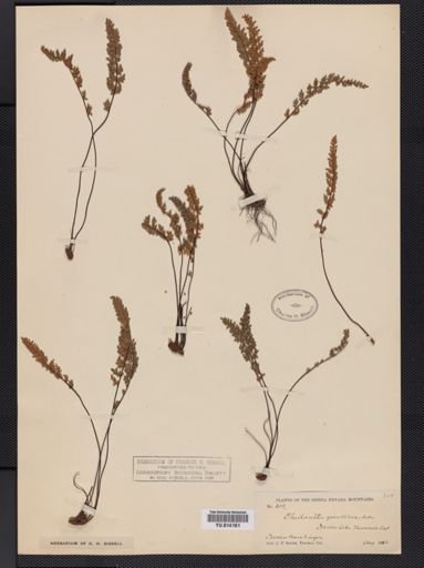 Cheilanthes