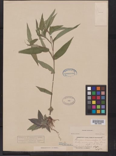 Panicum latifolium