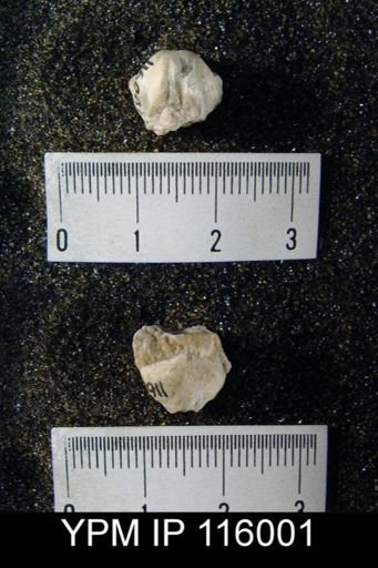 Pugnax swallowianus