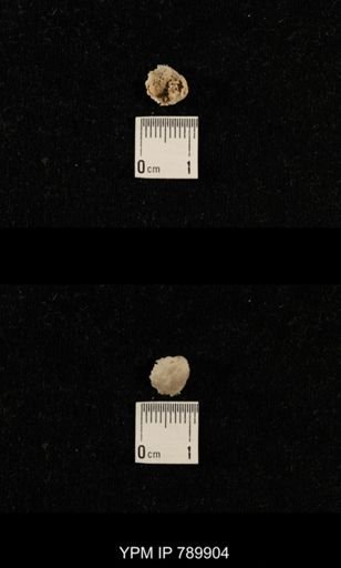 undet. Brachiopoda