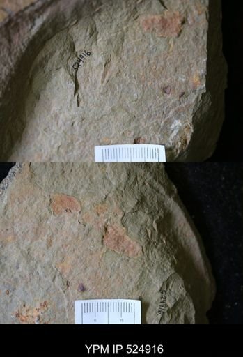 undet. Hyolithida