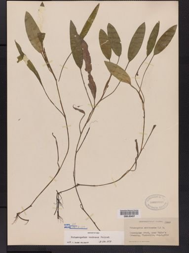 Potamogeton nodosus