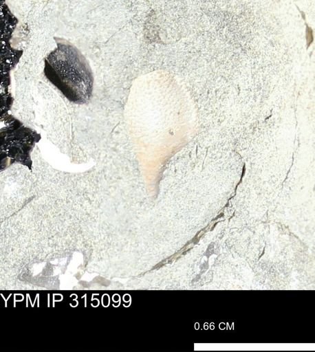 undet. Mollusca