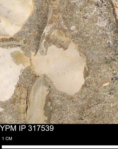 undet. Bivalvia
