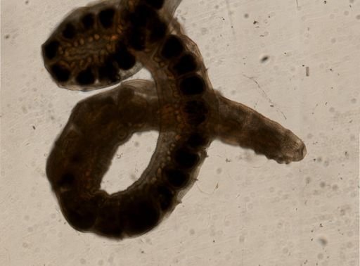 Paranais cf. litoralis