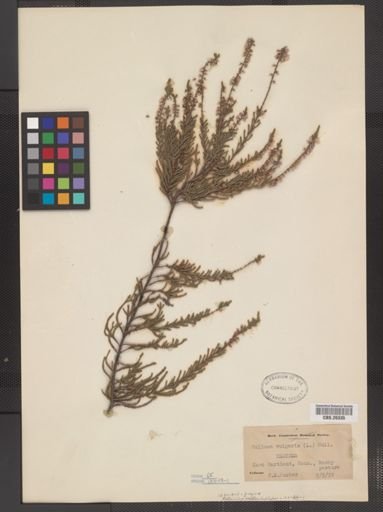 Calluna vulgaris