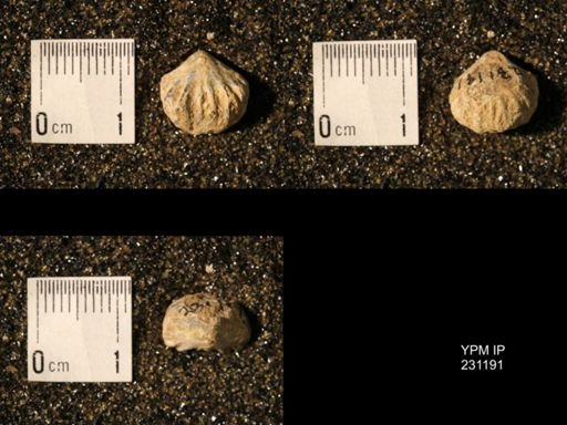 Wellerella osagensis