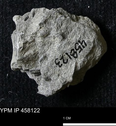 Pholidostrophia iowaensis