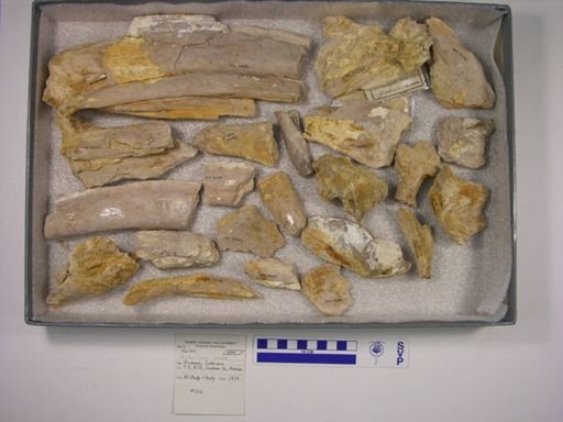 Xiphactinus audax