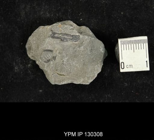 Eldredgeops rana