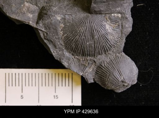 Devonochonetes sp.