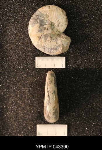 Hoploscaphites nicolletii