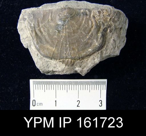 Leptaena rhomboidalis
