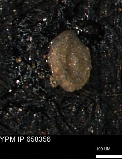 Spirolocammina subcircularis