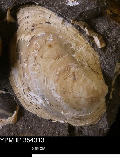 Limopsis striatopunctatus