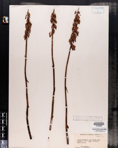 Corallorrhiza