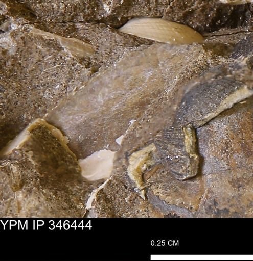 undet. Mollusca