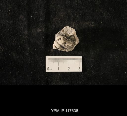 Lophospira sp.