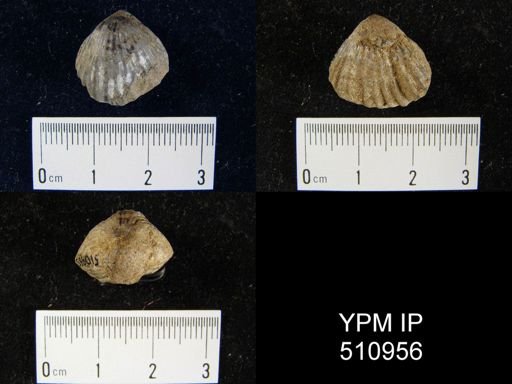 Camarotoechia plena