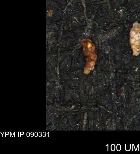 Verneuilinoides kansasensis