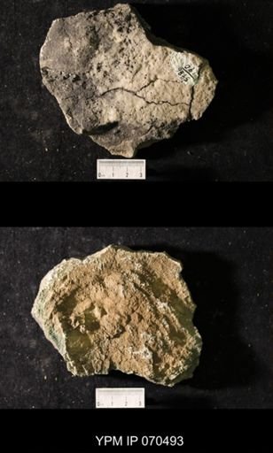Favosites louisvillensis