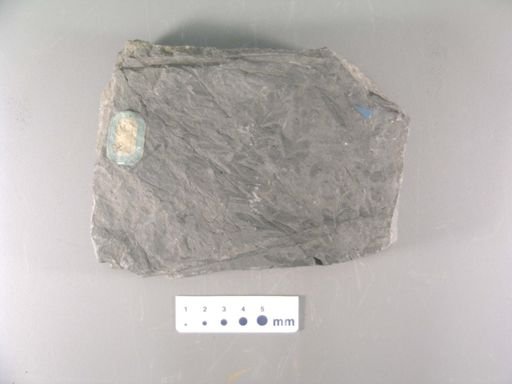 Sphenopteris gracillima