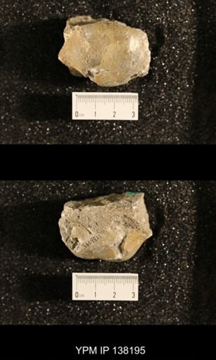 Productus (Dictyoclostus) sp.
