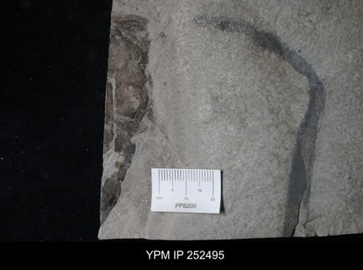 undet. Eurypterida