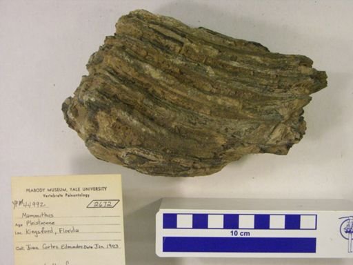 Mammuthus sp.